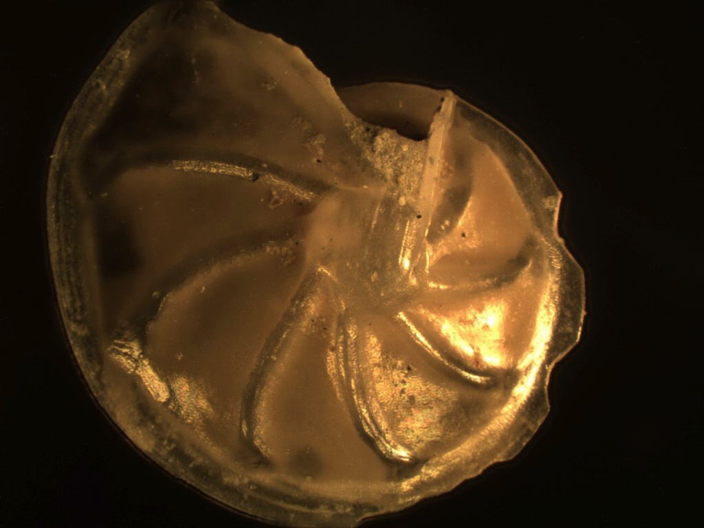 Foraminiferi fossili
